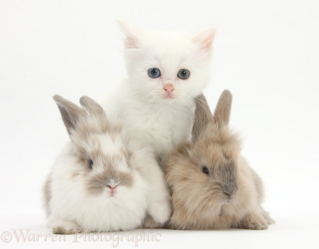 White kitten and baby rabbits, white background