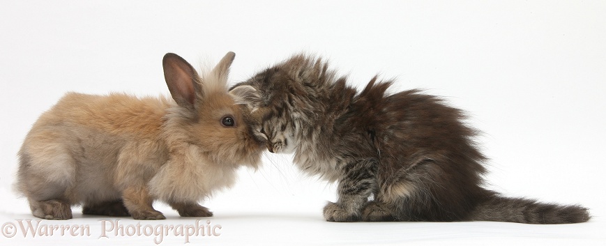 Tabby kitten, Beebee, 10 weeks old, heads together with young rabbit, white background