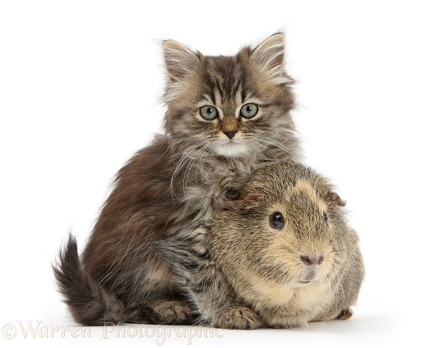 Tabby kitten, Beebee, 10 weeks old, with Guinea pig, white background