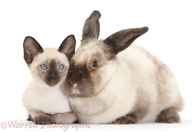 Colourpoint rabbit and Siamese kitten, 10 weeks old, white background