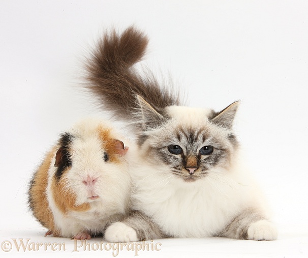 Tabby-point Birman cat and Guinea pig, Gyzmo, white background