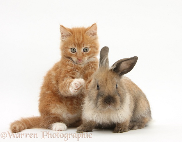 Ginger kitten, Butch, 7 weeks old, and young Lionhead-Lop rabbit, white background