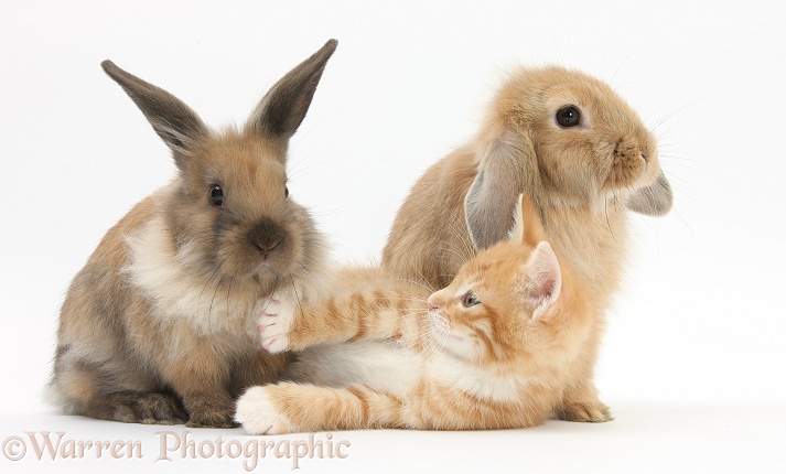 Ginger kitten, Tom, 7 weeks old, and young Lionhead-Lop rabbits, white background