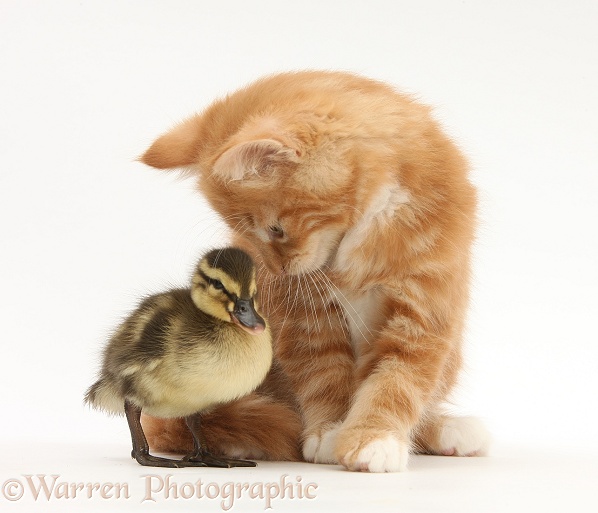 Ginger kitten, Butch, 8 weeks old, and Mallard duckling, white background