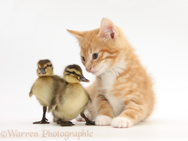 Ginger kitten and Mallard ducklings, white background