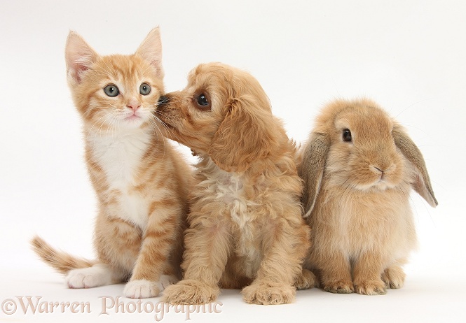 Ginger kitten, Tom, 9 weeks old, with Cavapoo pup and Sandy Lop rabbit, white background