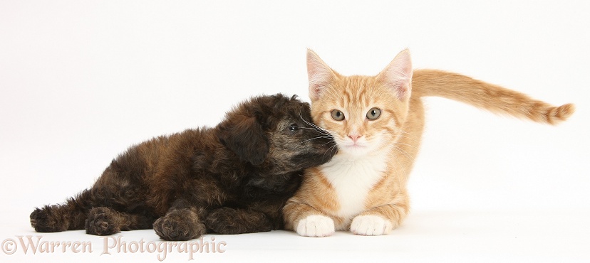 Ginger male kitten, Tom, 3 months old, and red brindle Toy Poodle pup, white background