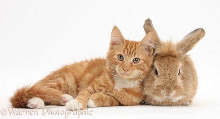 Ginger kitten, Butch, 3 months old, with Sandy Lionhead-cross rabbit, Tedson, white background