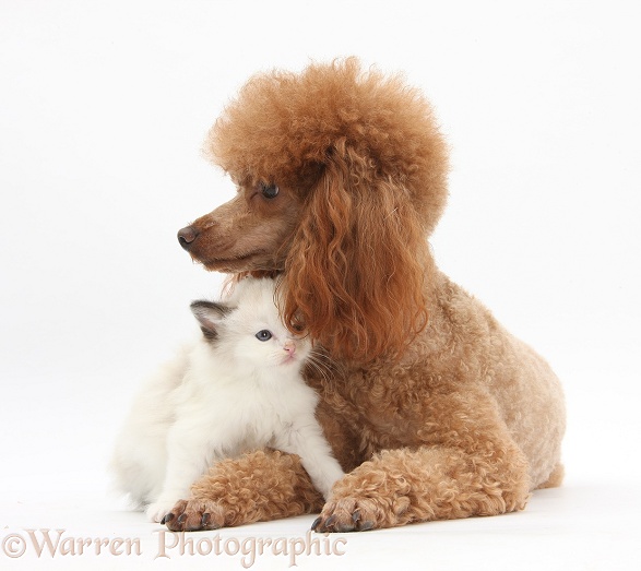 Red toy Poodle dog, Reggie, and Ragdoll-cross kitten, 5 weeks old, white background