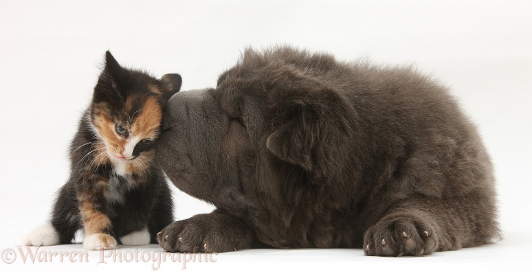 Blue Bearcoat Shar Pei pup, Luna, 13 weeks old, with tortoiseshell kitten, white background