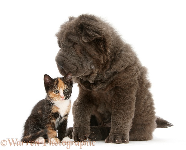 Blue Bearcoat Shar Pei pup, Luna, 13 weeks old, with tortoiseshell kitten, white background