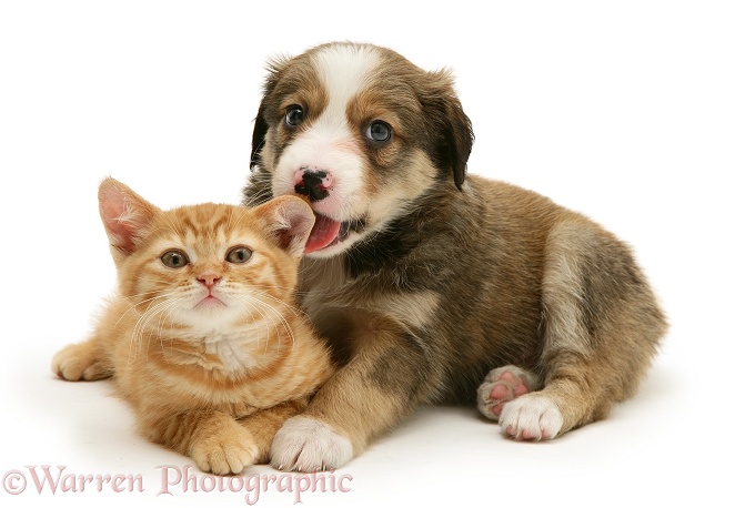 Sable Border Collie pup licking ear of red spotted British Shorthair kitten, both 5 weeks old, white background