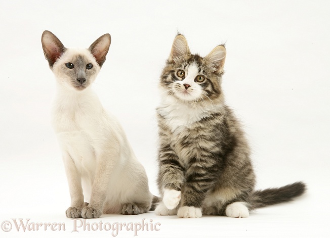 Blue-point Siamese kitten and Maine Coon kitten, white background
