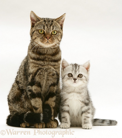 Brown tabby cat with silver tabby kitten, white background