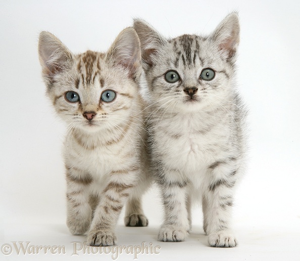 Sepia tabby and silver tabby Bengal-cross kittens, white background