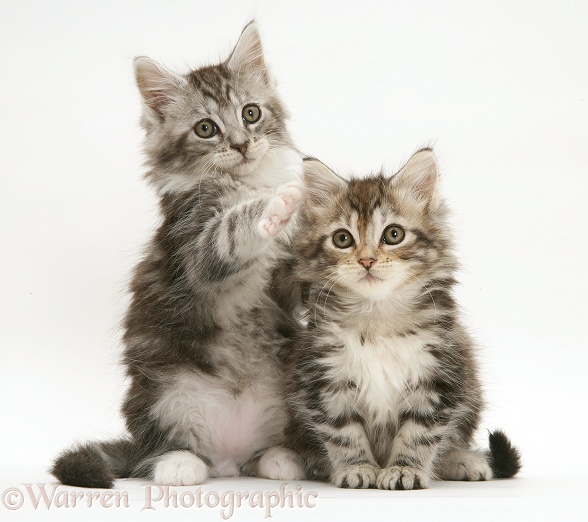 Tabby Maine Coon kittens, white background