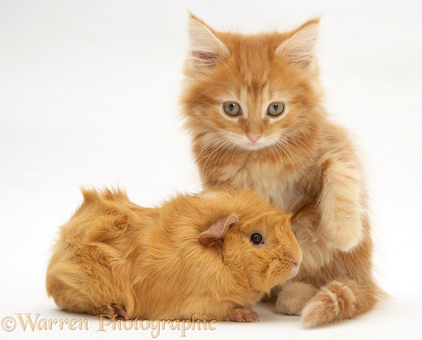 Ginger Maine Coon kitten with a ginger Guinea pig, white background