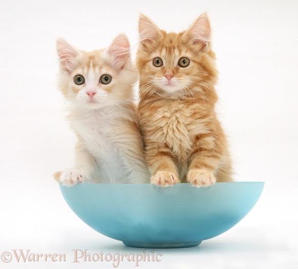 Ginger Maine Coon kittens in a blue glass bowl, white background