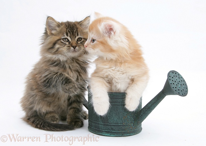 Maine Coon kittens in a small watering can, white background