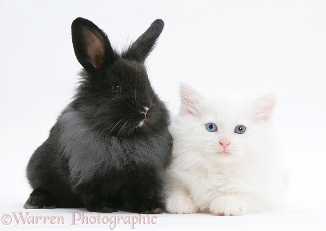 White Maine Coon kitten, 8 weeks old, with black baby Dutch x Lionhead rabbit, white background