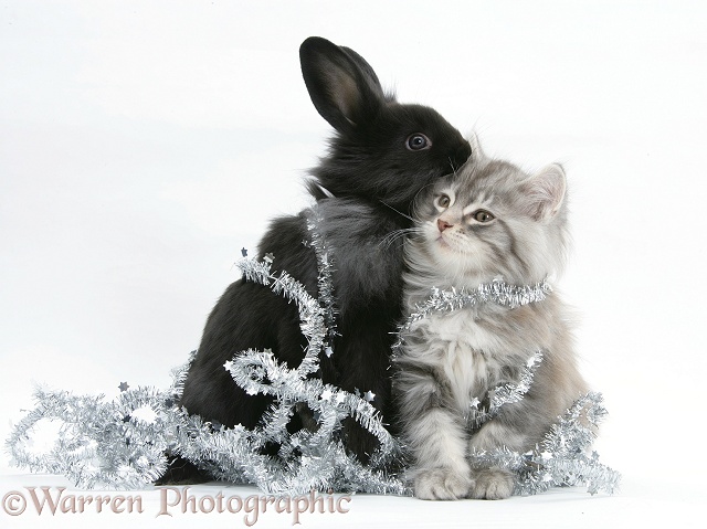 Maine Coon kitten, 8 weeks old, and black baby Dutch x Lionhead rabbit with tinsel, white background