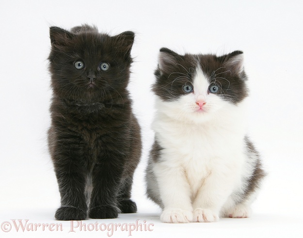 Black and black-and-white kittens, white background