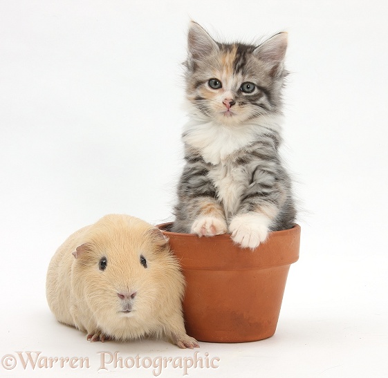 Yellow Guinea pig and tabby tortoiseshell Maine Coon-cross kitten, 7 weeks old, in a flowerpot, white background