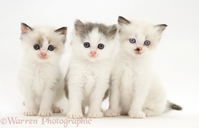 Three Birman-cross kittens, white background