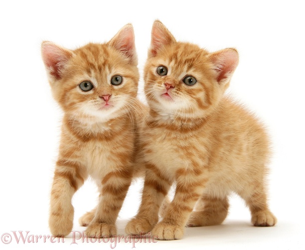 British Shorthair red tabby kittens, white background