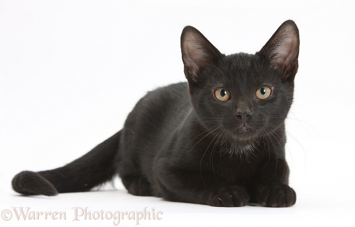 Black male kitten, Buxie, 3 months old, lying with head up, white background