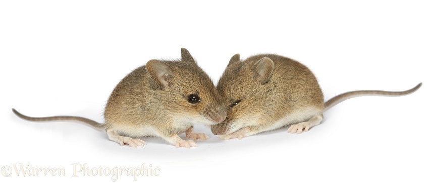 Baby Yellow-necked Mice (Apodemus flavicollis), white background