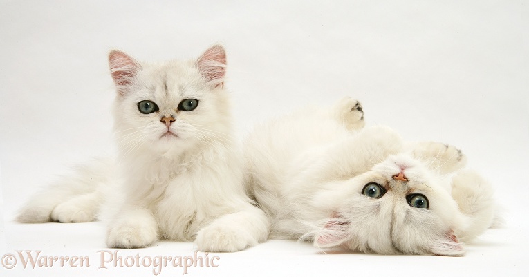 Chinchilla cats, white background