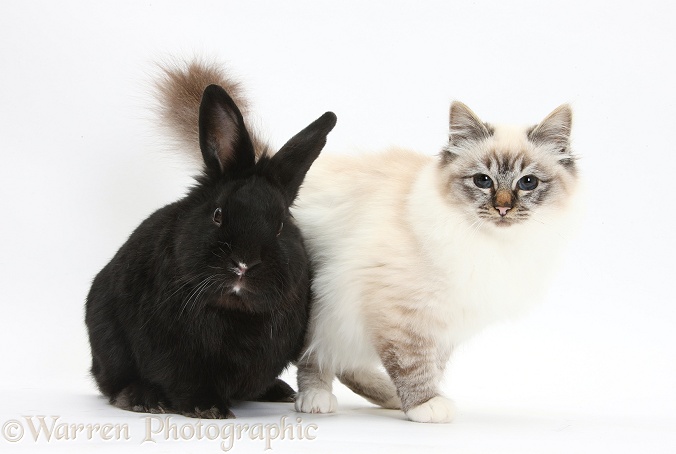 Tabby-point Birman cat and black rabbit, white background