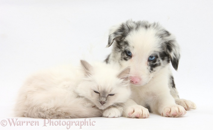 Blue-point kitten and merle-and-white Border Collie puppy, 6 weeks old, white background
