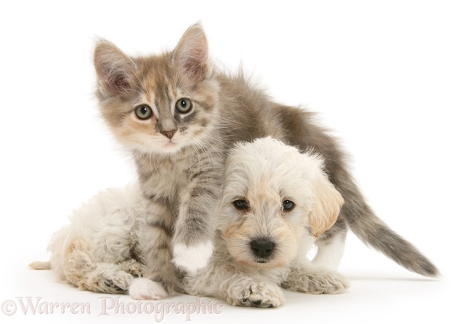 Woodle (West Highland White Terrier x Poodle) pup and Maine Coon kitten, white background