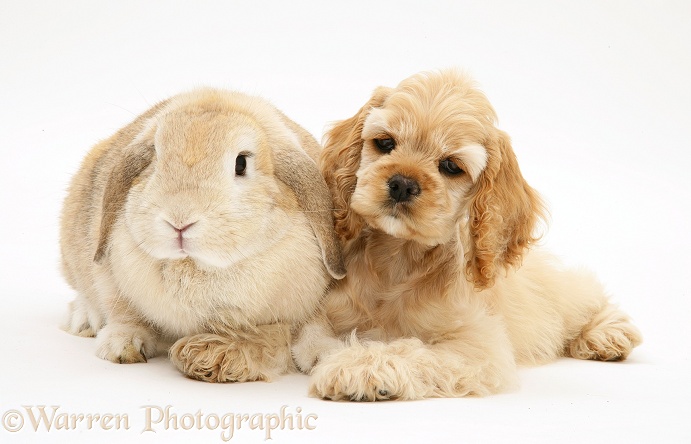 Buff American Cocker Spaniel pup, China, 10 weeks old, with Sandy Lop rabbit, white background