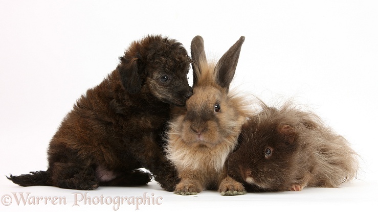 Red merle Toy Poodle pup, shaggy Guinea pig and rabbit, white background