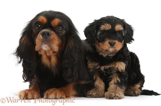 Black-and-tan Cavalier King Charles Spaniel mother and her Cavapoo pup, white background