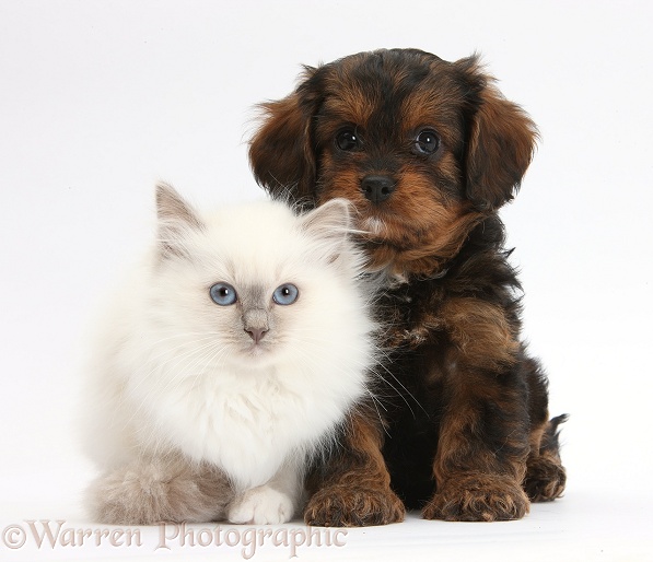Black-and-tan Cavapoo pup and blue-point kitten, white background