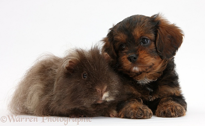 Cavapoo pup and shaggy Guinea pig, white background