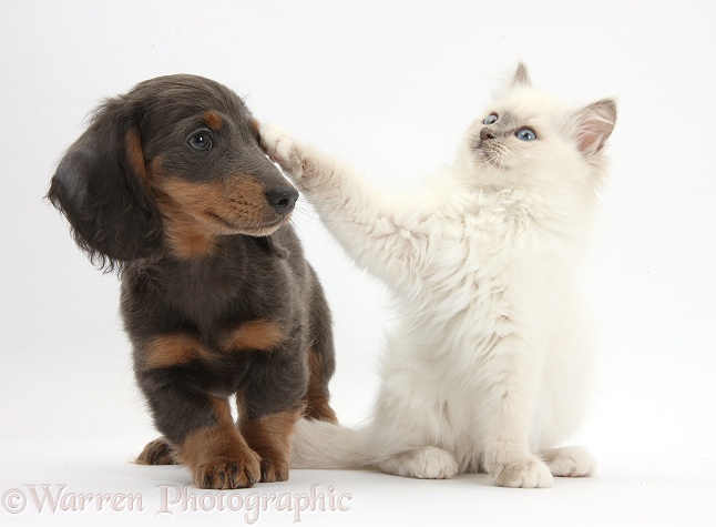 Blue-point kitten and blue-and-tan Dachshund pup, Baloo, 15 weeks old, white background