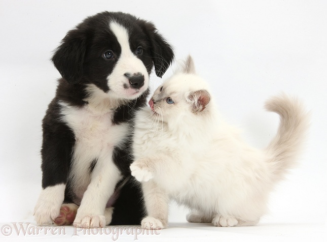 Black-and-white Border Collie pup, 6 weeks old, and colourpoint kitten, white background