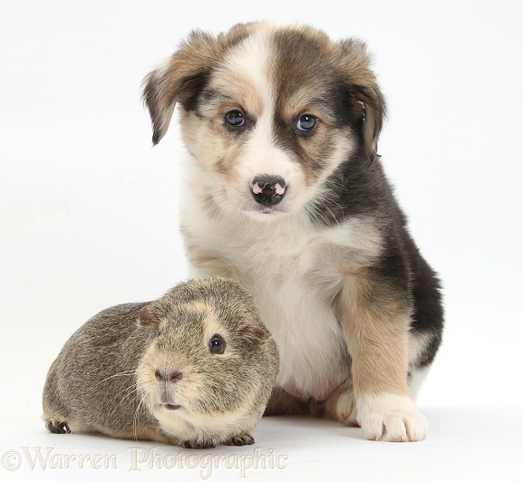 Border Collie pup, 6 weeks old, and Guinea pig, white background