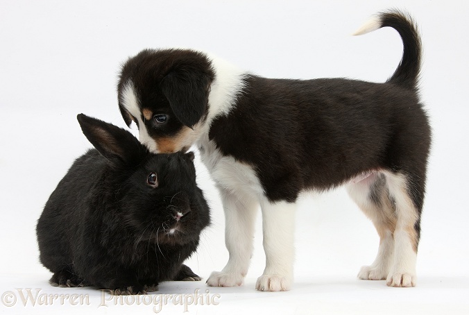 Tricolour Border Collie pup with black rabbit, white background