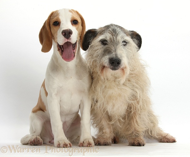 Patterdale x Jack Russell Terrier, Jorge, with Orange-and-white Beagle pup, white background