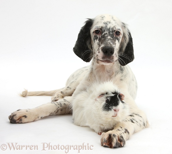 Blue Belton English Setter pup, Belle, 16 weeks old, with black-and-white Guinea pig, white background