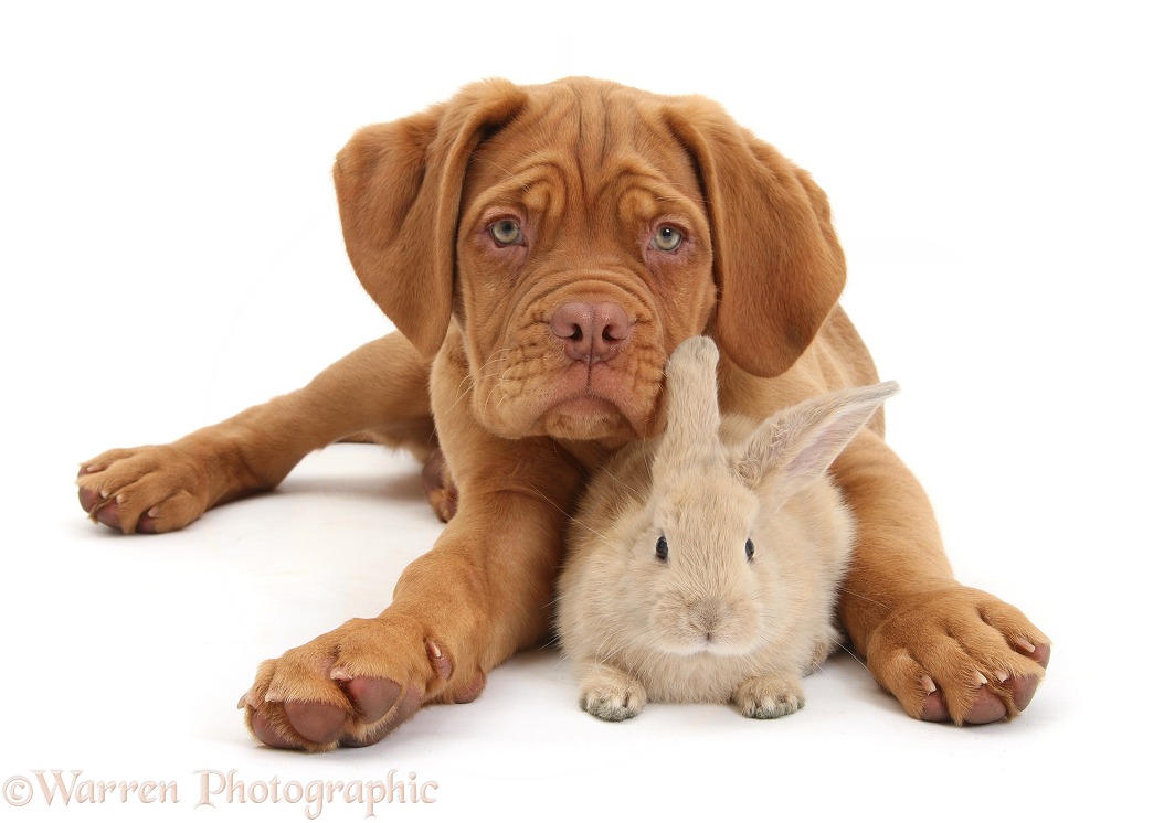 Dogue de Bordeaux puppy, Freya, 10 weeks old, with young sandy rabbit, white background