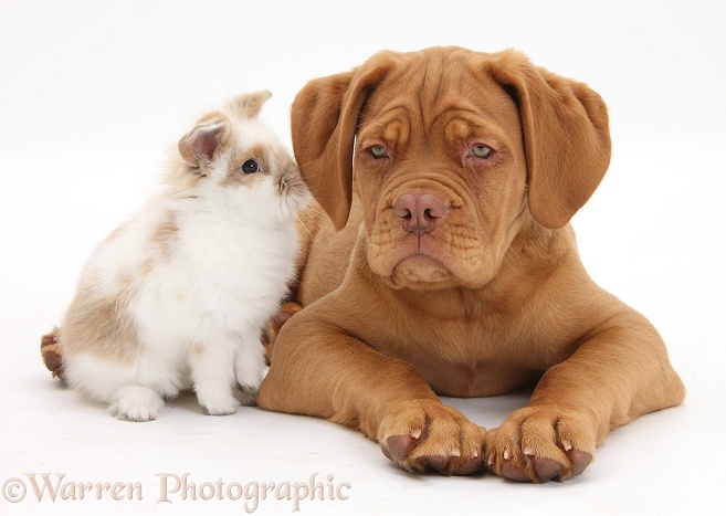 Dogue de Bordeaux puppy, Freya, 10 weeks old, with young fluffy rabbit, white background