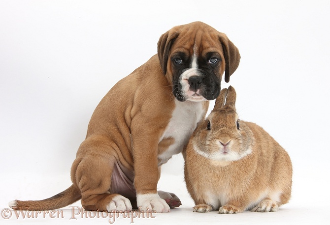 Boxer puppy and Netherland-cross rabbit, Peter, white background