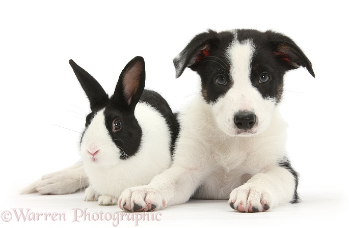 Black-and-white Border Collie pup and Dutch rabbit, white background